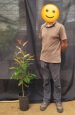 Labourdonnaisia Calophylloides (Petit Natte) 7L