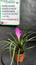 Tillandsia Cyanea Anita (Tillandsia Raquette) D9