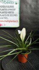 Tillandsia Cyanea Biancini (Tillandsia Raquette) D9