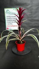 Guzmania Purple & Stripes 1,5L