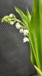 PFFLEUD09COM1B Convallaria Majalis (Muguet de Mai) 1 Brin