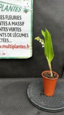 Convallaria Majalis (Muguet de Mai) 1 Brin