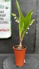 Convallaria Majalis (Muguet de Mai) 2 Brins