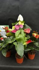 Anthurium Andraeanum (Anthurium)