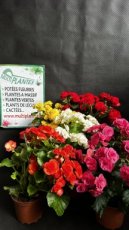 Begonia Elatior 1,5L