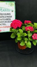 Hydrangea Macrophylla Hi Fire Red (Hortensia) 1,5L