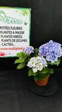 Hydrangea Macrophylla Hi River Blue (Hortensia) 1,5L
