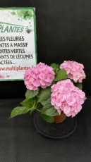 Hydrangea Macrophylla Hi River Pink (Hortensia) 1,5L