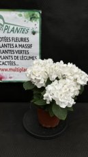 Hydrangea Macrophylla Hi White Sun (Hortensia) 1,5L