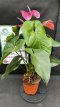 PFFLEUP2LANA Anthurium Andraeanum (Anthurium) 2L