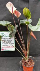 PFFLEUP3LANA Anthurium Andraeanum (Anthurium) 3L