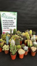 Cactus - Mélanges D5,5