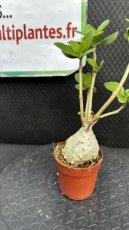 Hydnophytum Papuanum (Plante Fourmi) D6