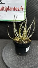 Aloe Hybrid Maidu D8