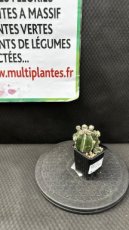 Astrophytum Myriostigma Fukuryu Haku-Jo (Bonnet d'Evêque) D8