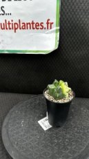 Astrophytum Myriostigma Kikko Variegata (Bonnet d'Evêque) D8