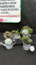 Composition de Succulentes Arrosoire