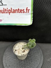 Crassula Buddha's Temple D8
