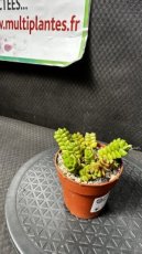 PGCASUD08CRM Crassula x Marchandii D8