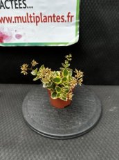 Crassula Sarmentosa Comet D8