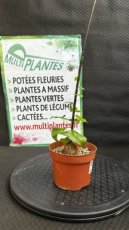 Dioscorea Elephantipes (La Plante Tortue) D8