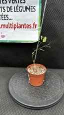 Dioscorea Sylvatica D8