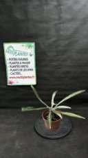 Dorstenia Lancifolia D8