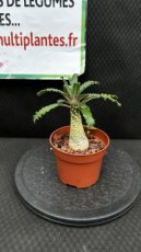 Dorstenia Lavrani D8