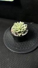 PGCASUD08ECGEV Echeveria Green Emerald Variegata D8