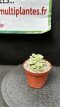 PGCASUD08ECMV Echeveria Minima Variegata D8