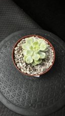 Echeveria Minima Variegata D8