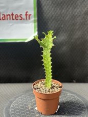 PGCASUD08EUMAV Euphorbia Mayurnathanii Variegata D8