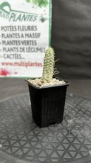 Euphorbia Mammillaris Variegata (Epi de Maïs Africain) D8