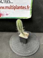 Euphorbia Mammillaris Variegata #1 (Epi de Maïs Africain) D8