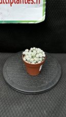 PGCASUD08EUMV2 Euphorbia Mammillaris Variegata #2 (Epi de Maïs Africain) D8