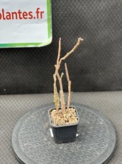 PGCASUD08EUPR Euphorbia Platyclada Roseiformis