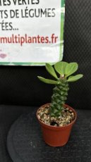 Euphorbia Ritchiei D8