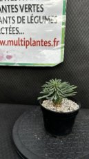Euphorbia Sotetsu Kirin D8