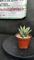 Gasteria Kaleidoscope D8