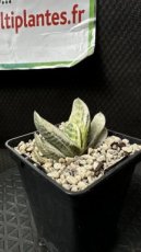 PGCASUD08GASFV Gasteria Sakura Fuji Variegata D8