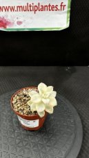 PGCASUD08GRTV Graptoveria Titubans Variegata D8