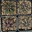 PGCASUD08GYM Gymnocalycium Mihanovichii Sp D8
