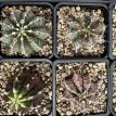 PGCASUD08GYM Gymnocalycium Mihanovichii Sp D8