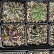 PGCASUD08GYM Gymnocalycium Mihanovichii Sp D8