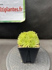 PGCASUD08HAK Haworthia Kikuhigasa D8