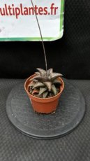 Haworthia Koelmaniorum Hybrids D8