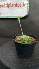 Haworthia Mutica D8