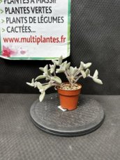 Kalanchoe Eriophylla D8