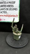 Monvillea Spegazzinii Cristata D8