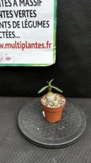 Pachypodium Succulentum D8